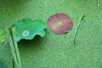 《最终幻想7：核心危机 再融合》NS港服预购开启 售价399港币